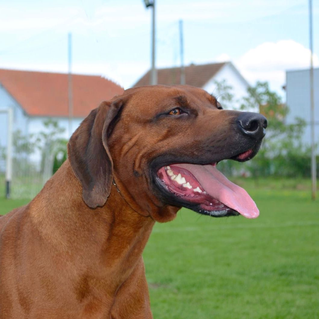 D-Tango Brown portret glave u dvorištu